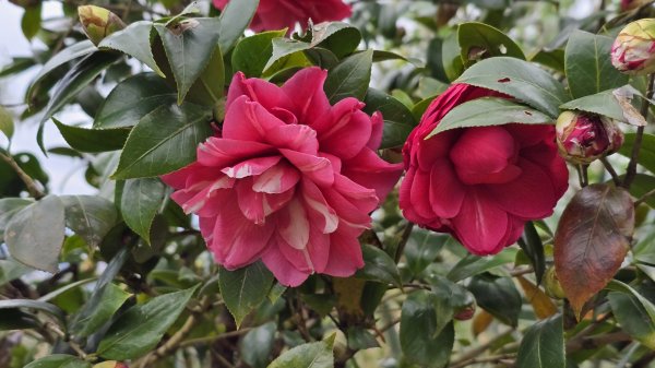 2025貓空杏花林杏花大爆發，粉紅、深紅及白色杏花爭奇鬥艷，從公車站步行20分鐘即抵達2720178