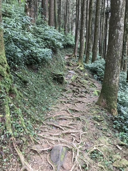 109年7月12日嘉義大凍山1040191