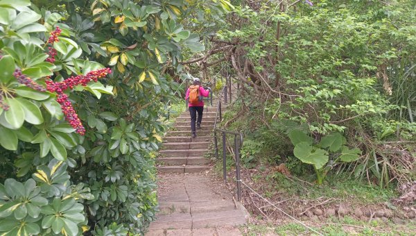 (姨婆趴趴走)第四十一集:桃園大溪草嶺山、石厝坑山、白石山環狀縱走2466608