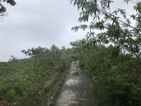 110年4月25日雲林  雲嶺之丘 五元二角 木馬古道1456575