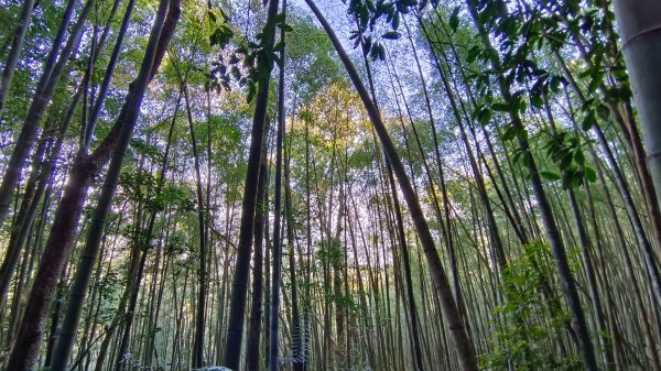 水社大山/水社主峰（青年活動中心起登）1613884