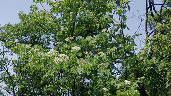 (姨婆趴趴走)第五十三集:台北內湖三山（白鷺鷥山、康樂山、明舉山）連走2774615