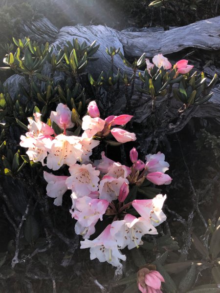 202505八大秀2874048