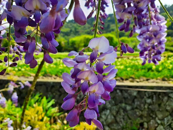 紫因芋見你封面