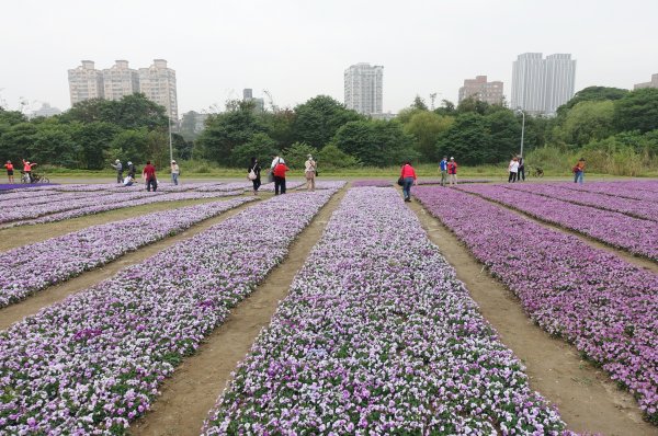 古亭河濱公園紫色花海1286086