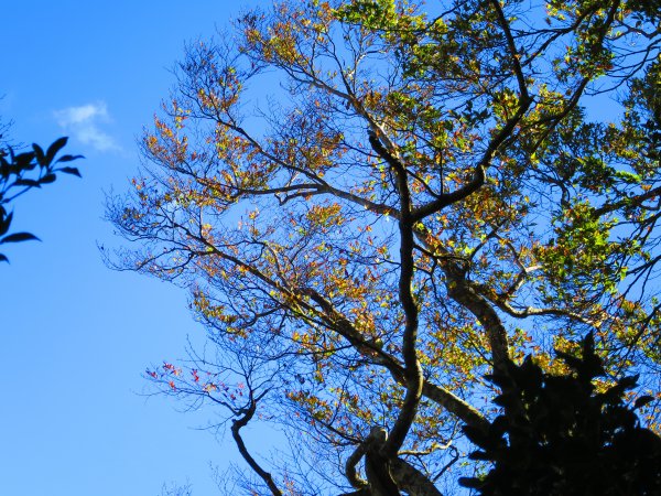 【新竹尖石】還記得北得拉曼山 這一季黃金山毛櫸的璀璨1183385