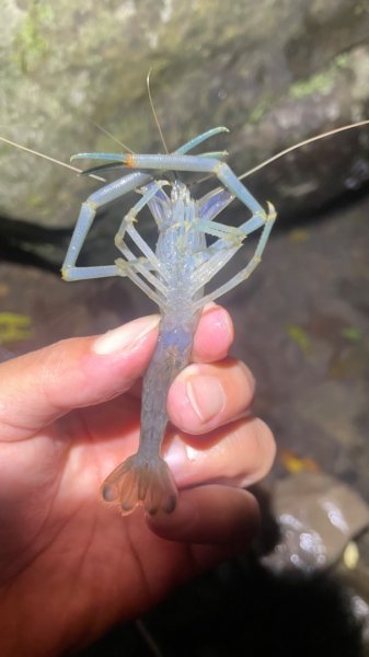 烏來加九寮溪-卡拉莫基清幽小秘境/釣魚💙2599977