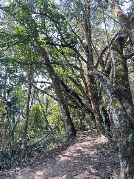 獵人古道上望美山連走瓊山2463635