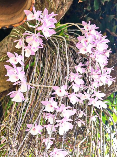 造橋車站-口山古道-鹿廚坑步道3039844