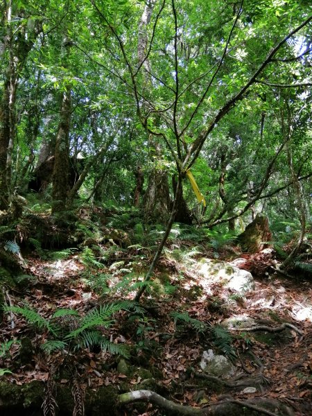 花蓮秀林~巨木森林。#86小百岳卡拉寶山1035543