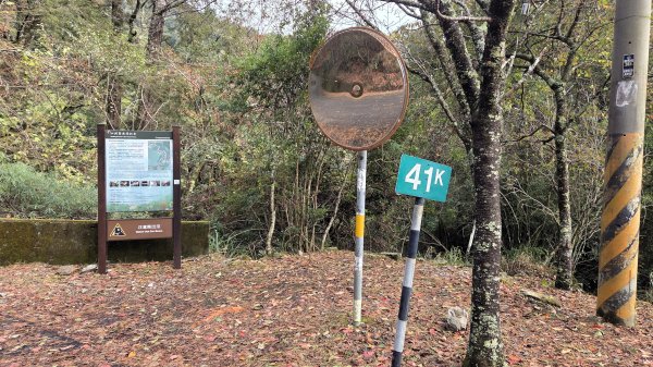 環繞在楓紅巨木和滿山翠綠的鞍馬山及大雪山小神木森林步道的悠哉山行記2996762