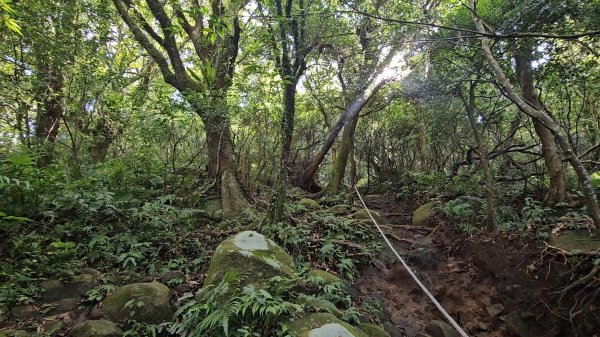 20260829大屯西、南、主峰連峰O型走3113335