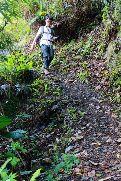 南澳古道（登山口至合流溪）535644