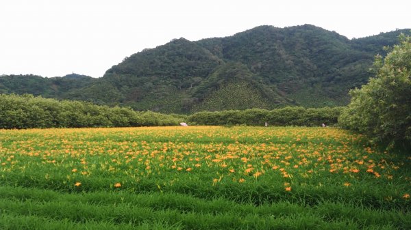 日月潭金針花園區2015補1433445