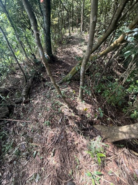 20250601 柑柑柑腳山2801047