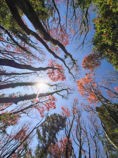鳶嘴稍來步道賞楓季 ，大雪山門票優惠到12/31！2969586