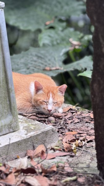 20250517鳶山2791951