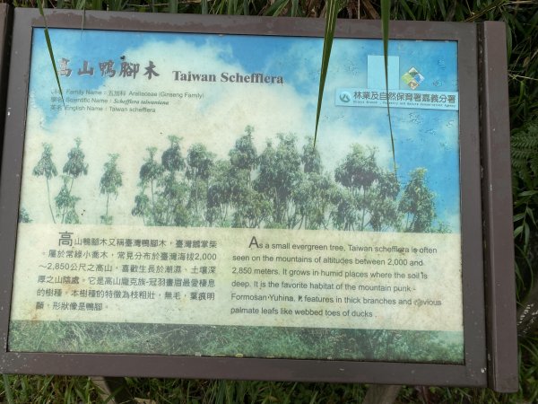阿里山水山療癒步道3064232