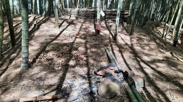 《南投》竹林台灣杉｜溪頭山竹崙山志騰山O繞202302182035833