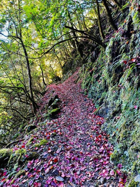 20241221 霞喀羅二天一夜露營賞楓2711960