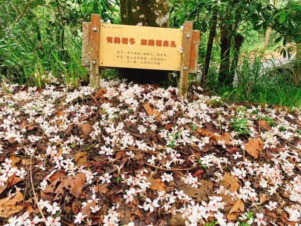 四月雪～桐花盛開～藤山步道566584