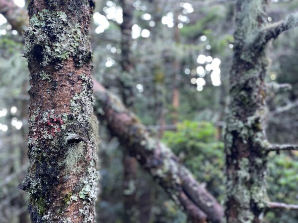 向陽日出，嘉明湖光2872767