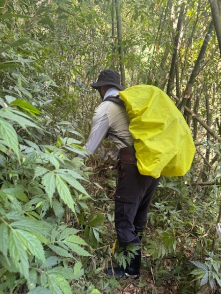 2025-08-30 豎旗山西北稜上-豎旗山-烏山古道西段下2874121