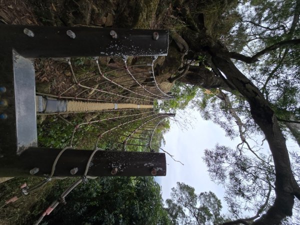 台中大坑9號／9之1／6號／7號O繞3連峰（西平山／平和山／大山母山）2709812