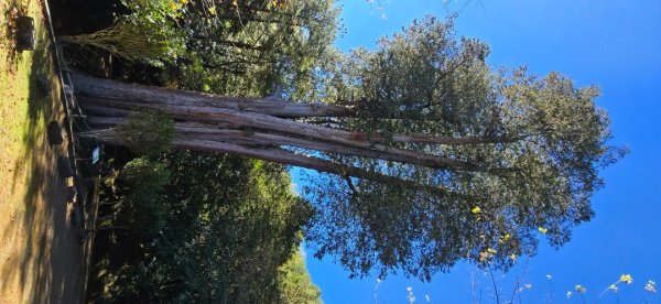 大雪山國家森林遊樂區賞楓／看神木／賞雪白山頭／賞大景2974249