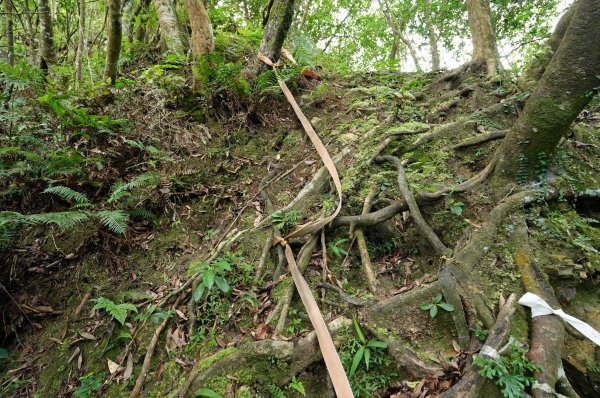 新北 烏來 烏來山、大桶山、四崁水山2829237