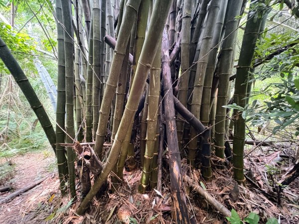 三段崎古道2835521