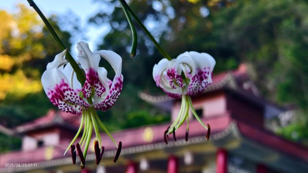 #二格山 #霞光 #日出 #艷紅鹿子百合 #大鳳蝶雄蝶 #紅花石蒜 #彼岸花 8/232867763