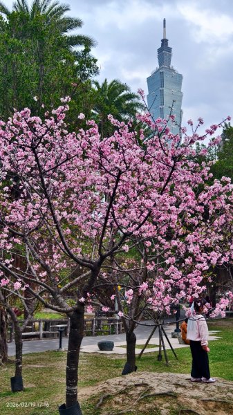 #虎山  #101大樓  #國父紀念館 #河津櫻 #中正紀念堂 2/193002663