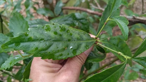 雪見遊戲區盡尾山二本松山2702678