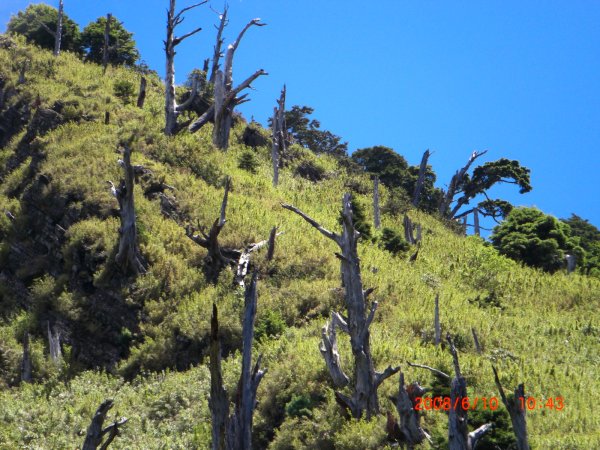 玉山暨阿里山之旅200806091954479