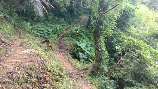 平溪區碩仁里-幼坑古道-幼坑山-幼坑山南鞍-大平林山-番子坑生態園區-番子坑3086152