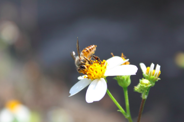 【歷史上的今天】世界蜂日 Bee friendly 全球蜂群大崩潰，幫牠們度過難關！