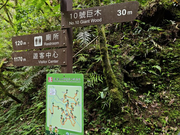 2025_0713 拉拉山神木群步道2837471