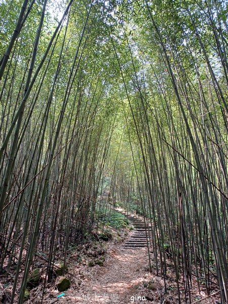 【苗栗大湖】步道多行走在舒適的綠蔭中。 No36小百岳~關刀山步道(出關古道關聖段)2528144