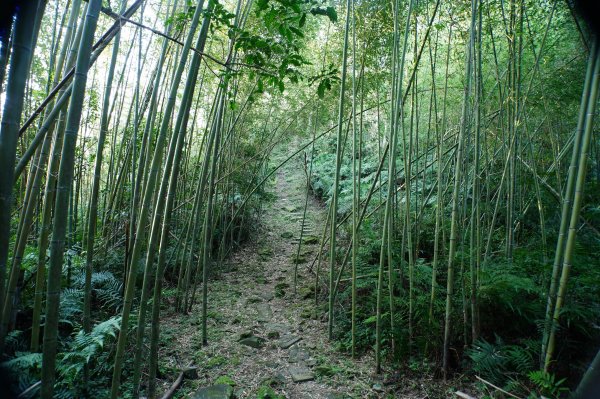桃園 復興 牌子山、金平山2952199