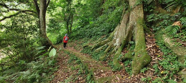 2025/07/06_金牌縱走(觀音洞出發小O型)2829118