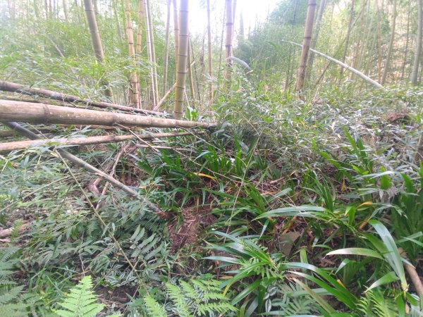 回歸自然的杜仔湖步道上雙子山2677790