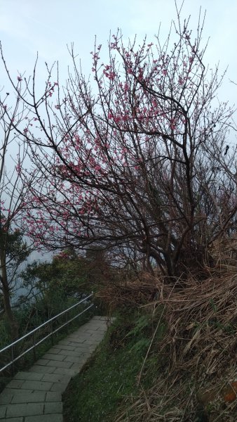 2020.2.28大尖山步道之旅1411212