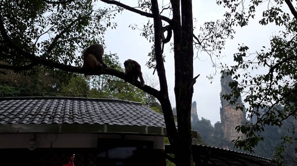 2025/11/8-10張家界園區2939338