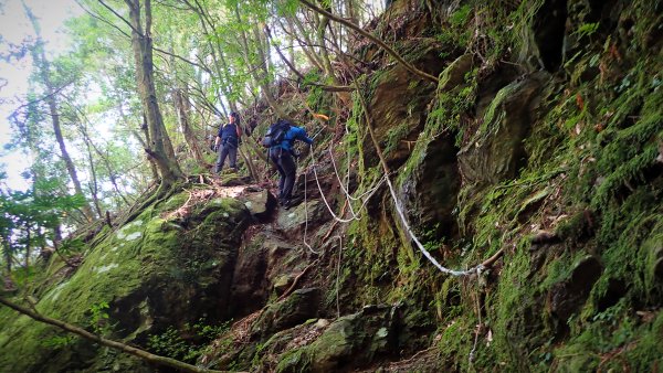 尋幽訪古遊走千年巨木和幻霧美森的樂山林道2882328