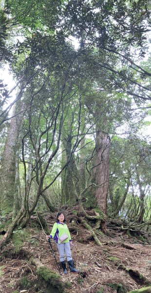 塔曼山：新北市第一高峰之樹的國度1860863