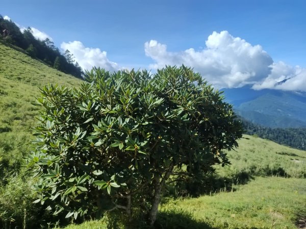 1140812合歡東峰3098156