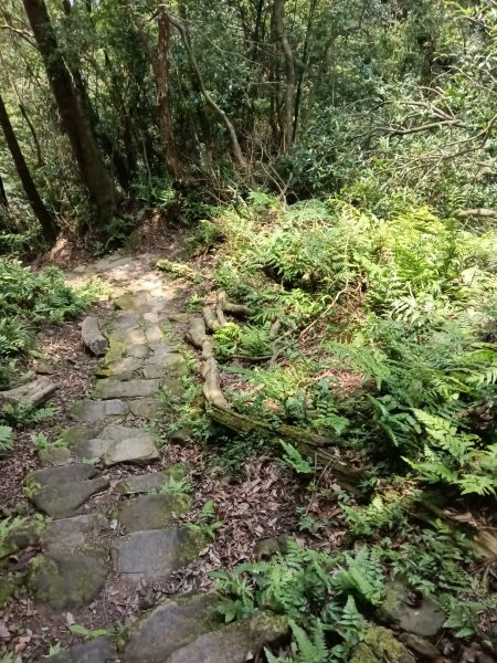 基隆市荖寮坑古道+十分古道(暖東舊道)+頂子寮山(嶺頭土地公)P字走2821574