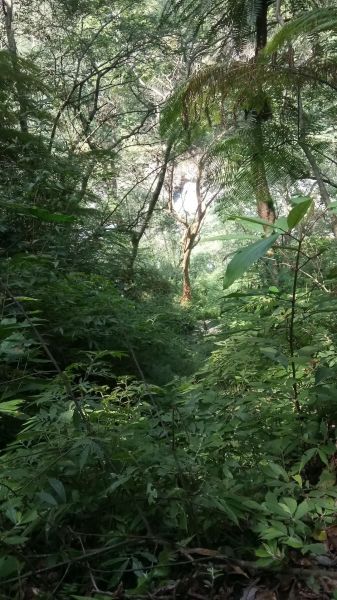 南澳古道及東澳粉鳥林一日遊291166
