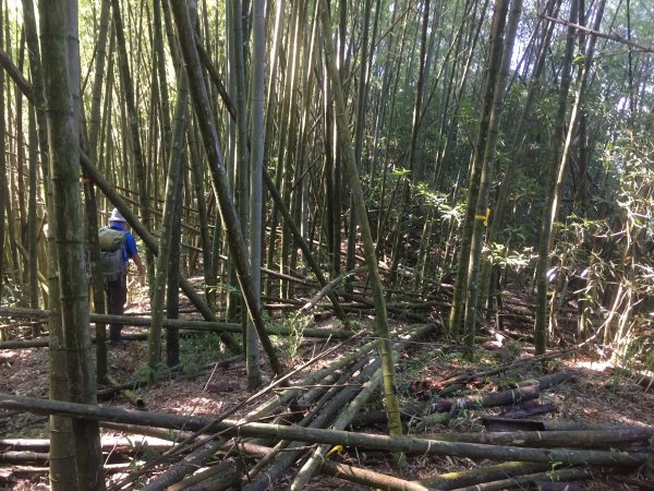 20210926南投圓山坑林道登鳳凰山下忘憂森林1473469